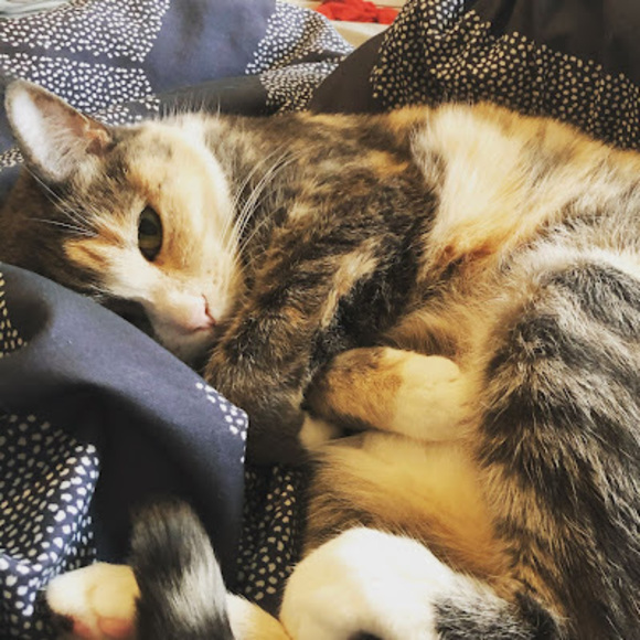 Meet your Posher, Ally - Picture 1 of 1